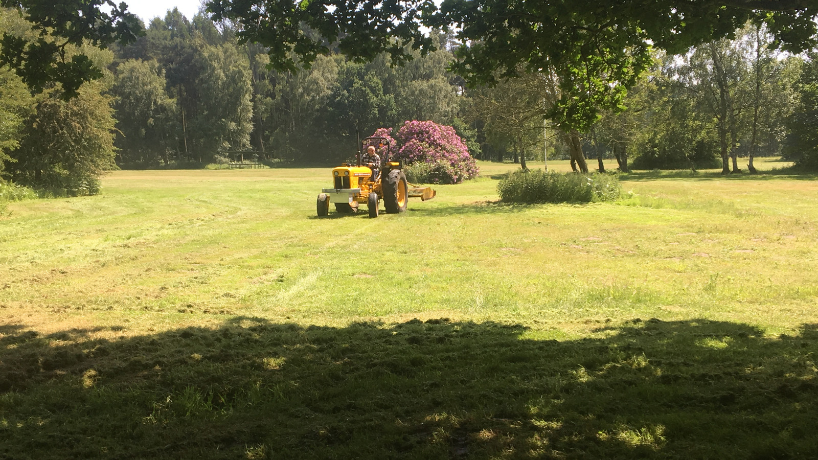 Mowing the 'lawn'...